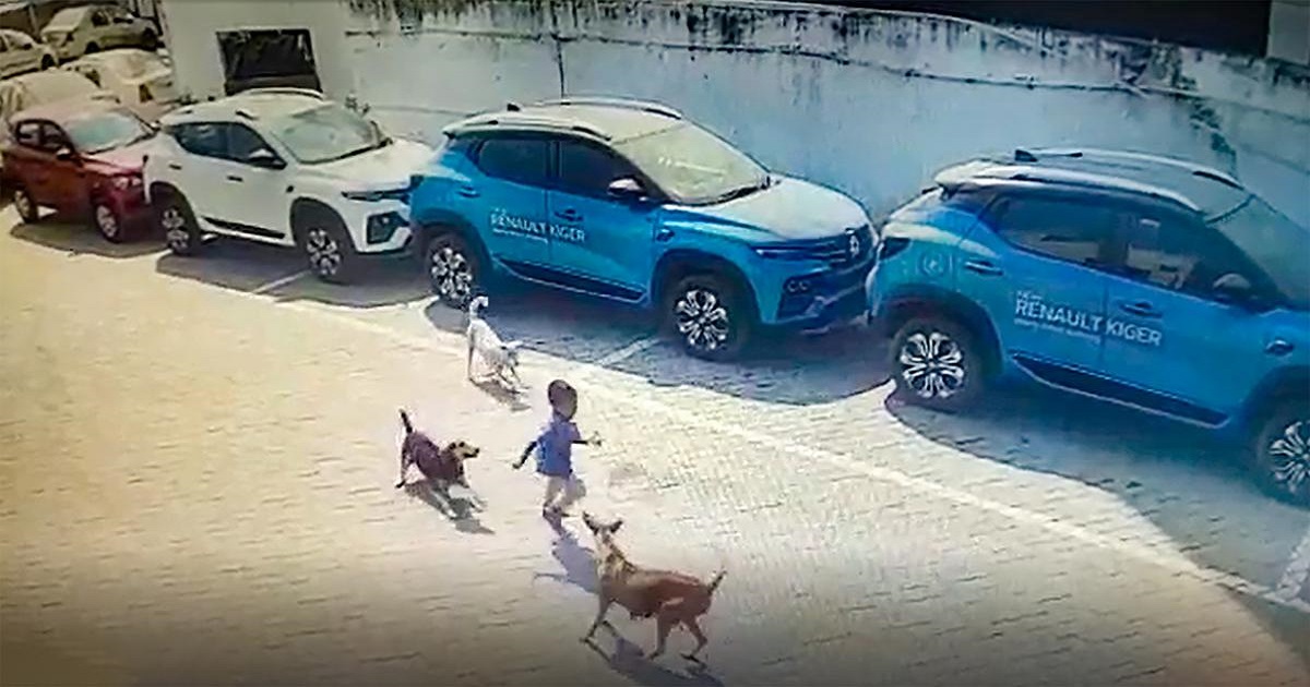 street-dogs-attack
